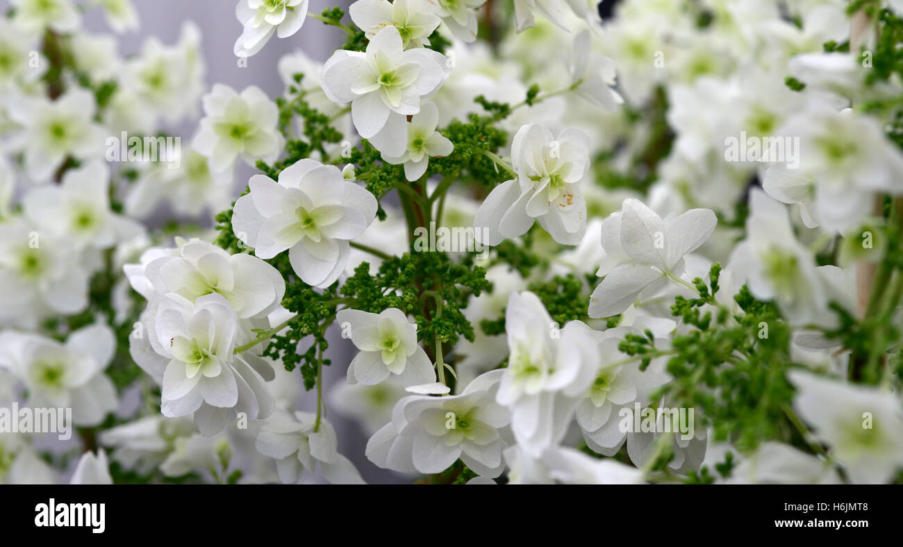 Hydrangea Quercifolia weißen Schneeflocke Oakleaf Hortensien Blumen Blume Blüte RM floral Stockfoto