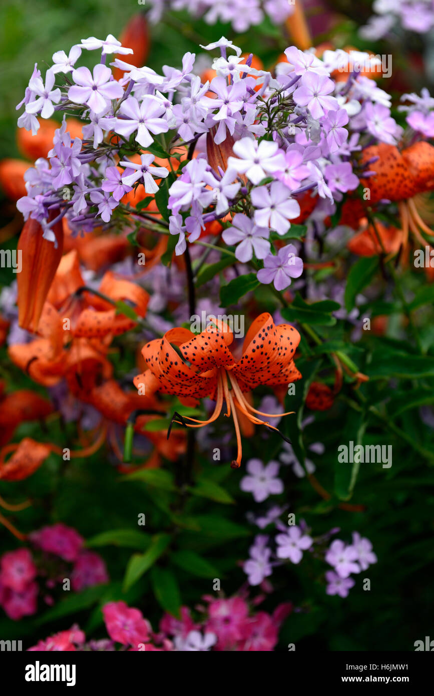 Lilium Lancifolium Phlox rosa Farbe orange Farbe Mix gemischt Kombination Blume Blumen Blüte RM Floral Stockfoto