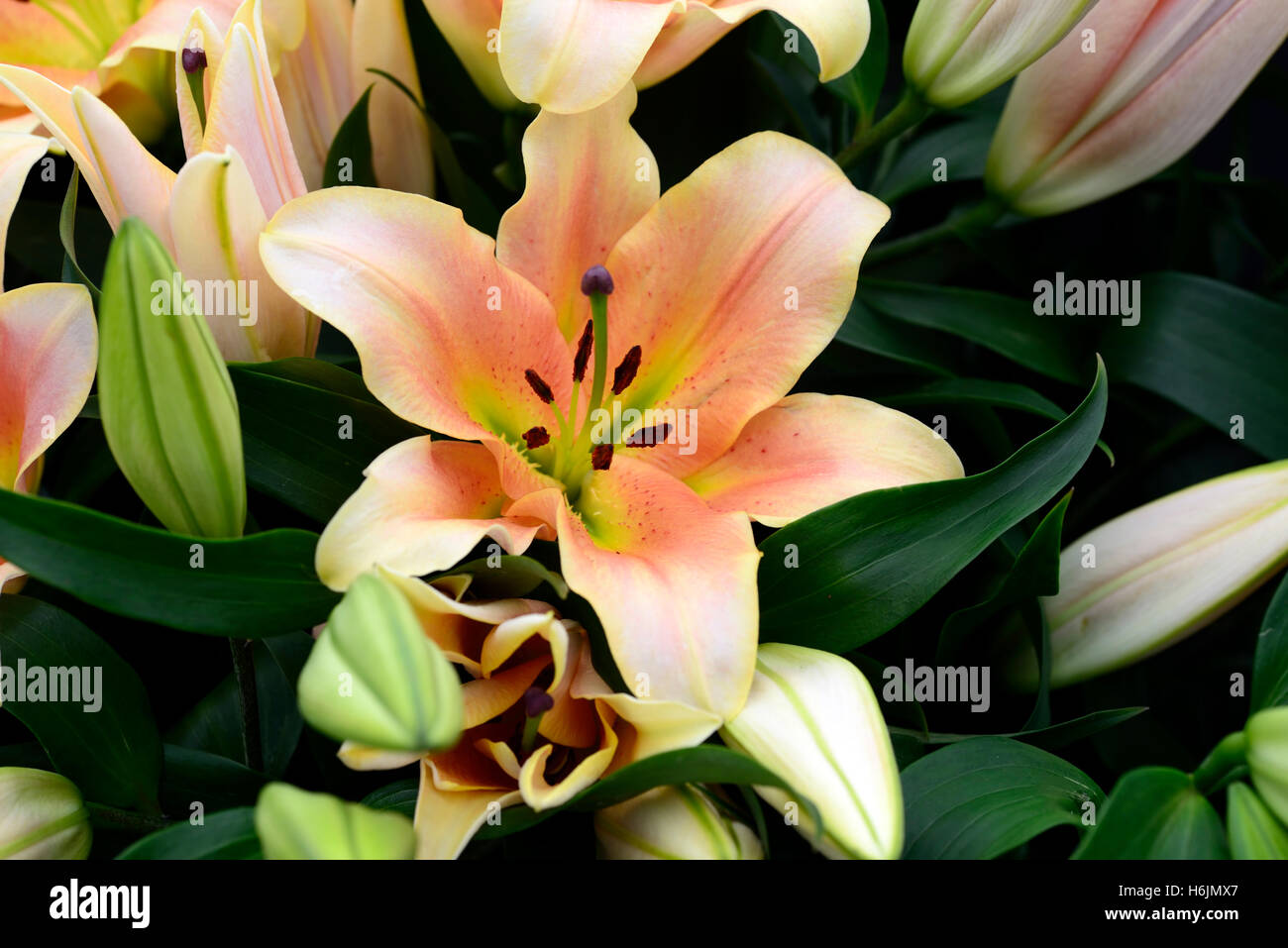 Lilium Zelmira Orienpet Lilie Lilien Lachs orange Farbe Farbe Blume Blumen Blüte Duft parfümiert duftende RM Floral Stockfoto