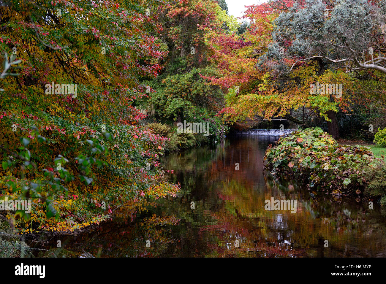 River Vartry Herbst herbstliche Rot Farbe fallen schwarze Tupelo Mount Usher Gardens Wicklow Irland RM Floral Stockfoto