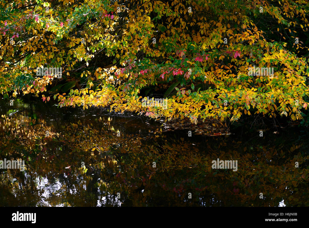 Buche über Vartry Fluss Herbst herbstliche Farbe Mount Farbwechsel usher Gardens RM Floral Stockfoto