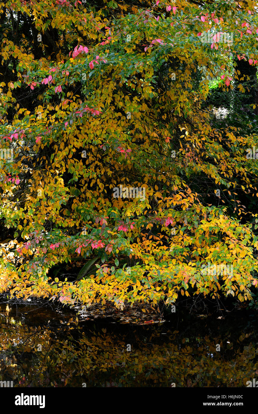 Buche über Vartry Fluss Herbst herbstliche Farbe Mount Farbwechsel usher Gardens RM Floral Stockfoto