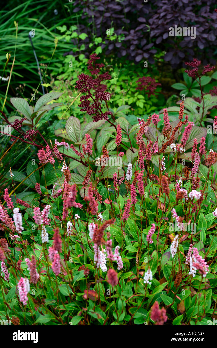 Persicaria Affinis Superba Rodgersia Cotinus mischen gemischte Pflanzung Schema rosa lila Blüten Laub Blätter RM Floral Stockfoto