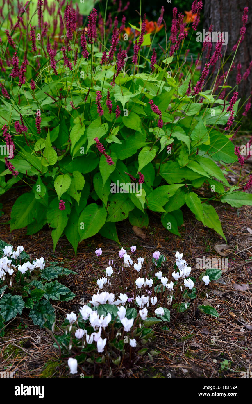 Persicaria Amplexicaulis Golden Arrow Cyclamen Hederifolium weiße rote Blüten blühen blühenden Stauden gemischt Schatten RM Floral Stockfoto