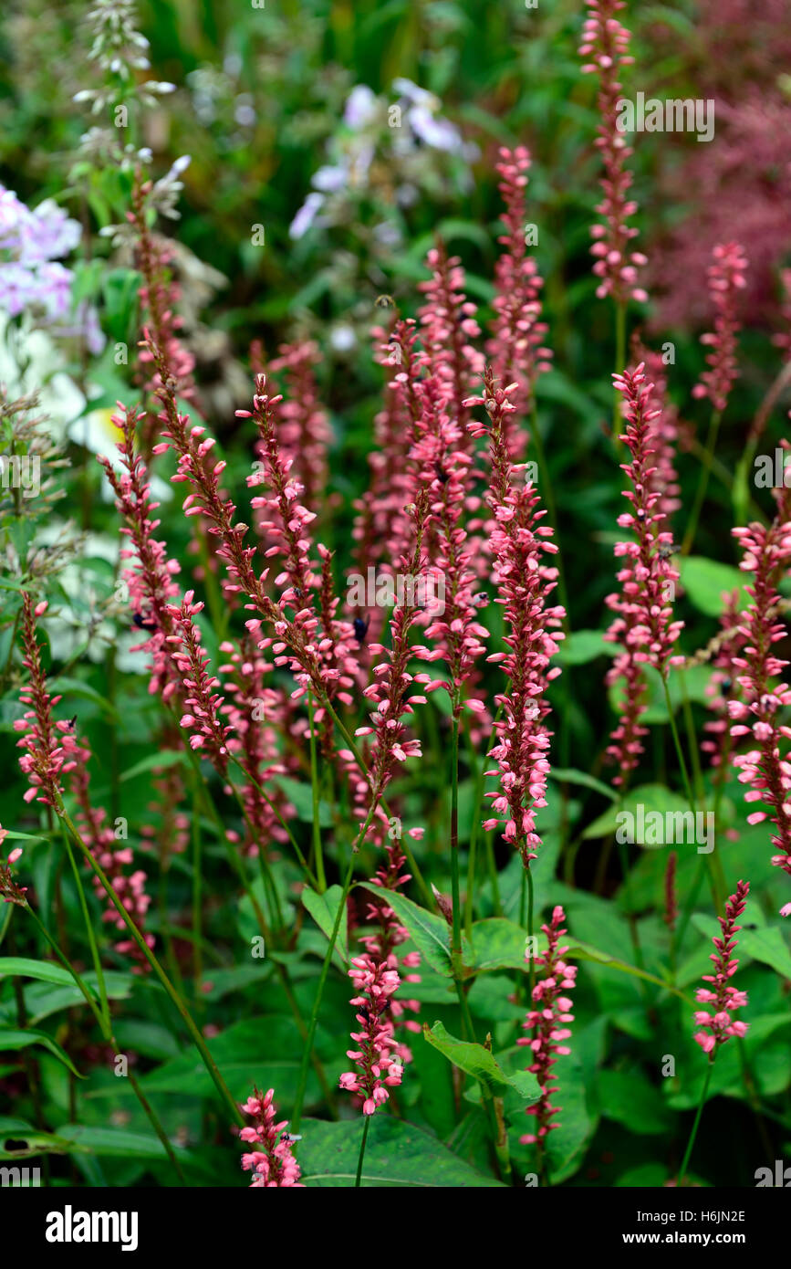 Persicaria Amplexicaulis Orangefield rosa Blumen Blume Blüte Spike Spitze Türme mehrjährige RM Floral Stockfoto