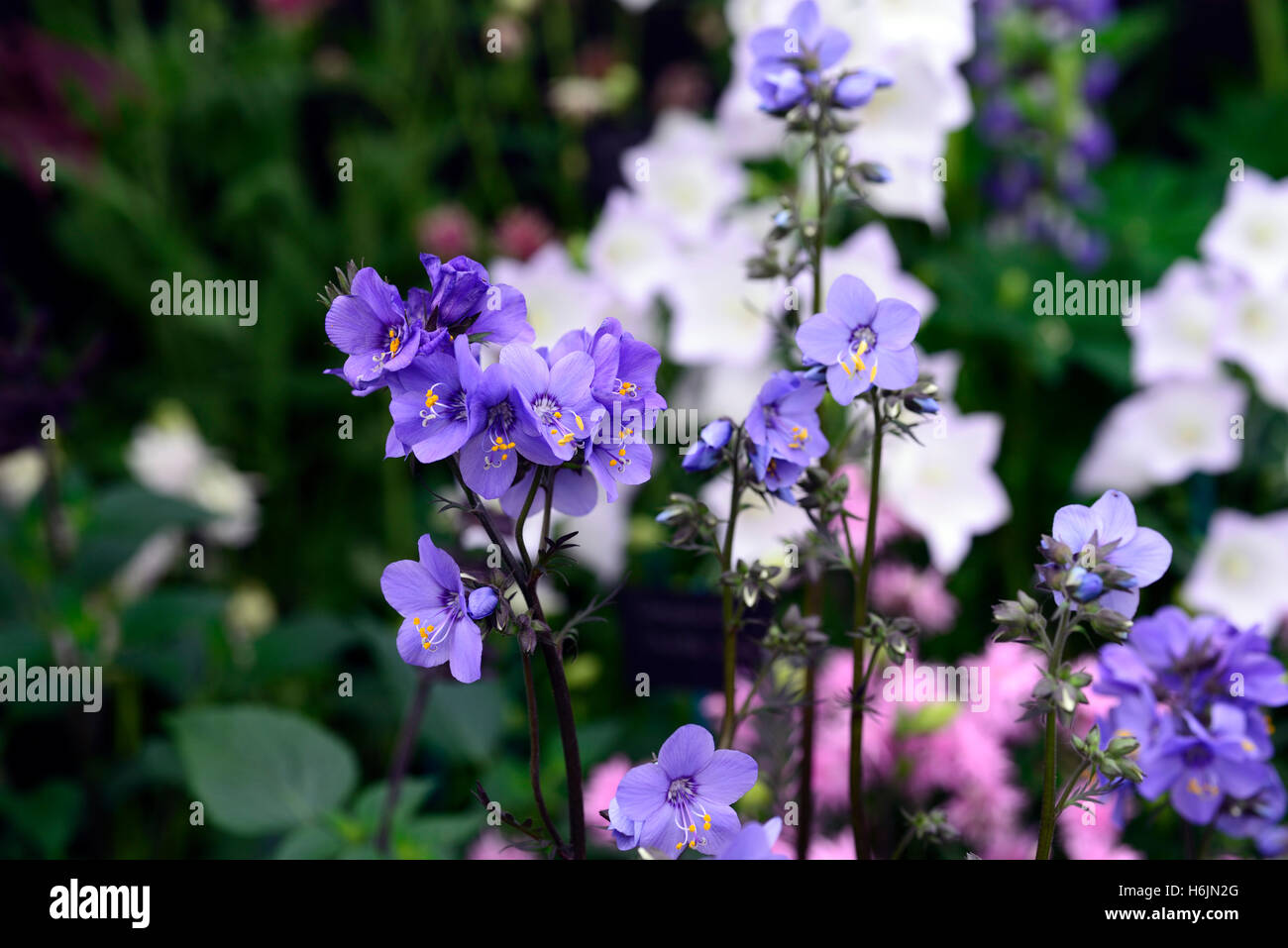 Polemonium Yezoense Bressingham lila Blume Blumen Blüte Jacobs ladder RM floral Stockfoto
