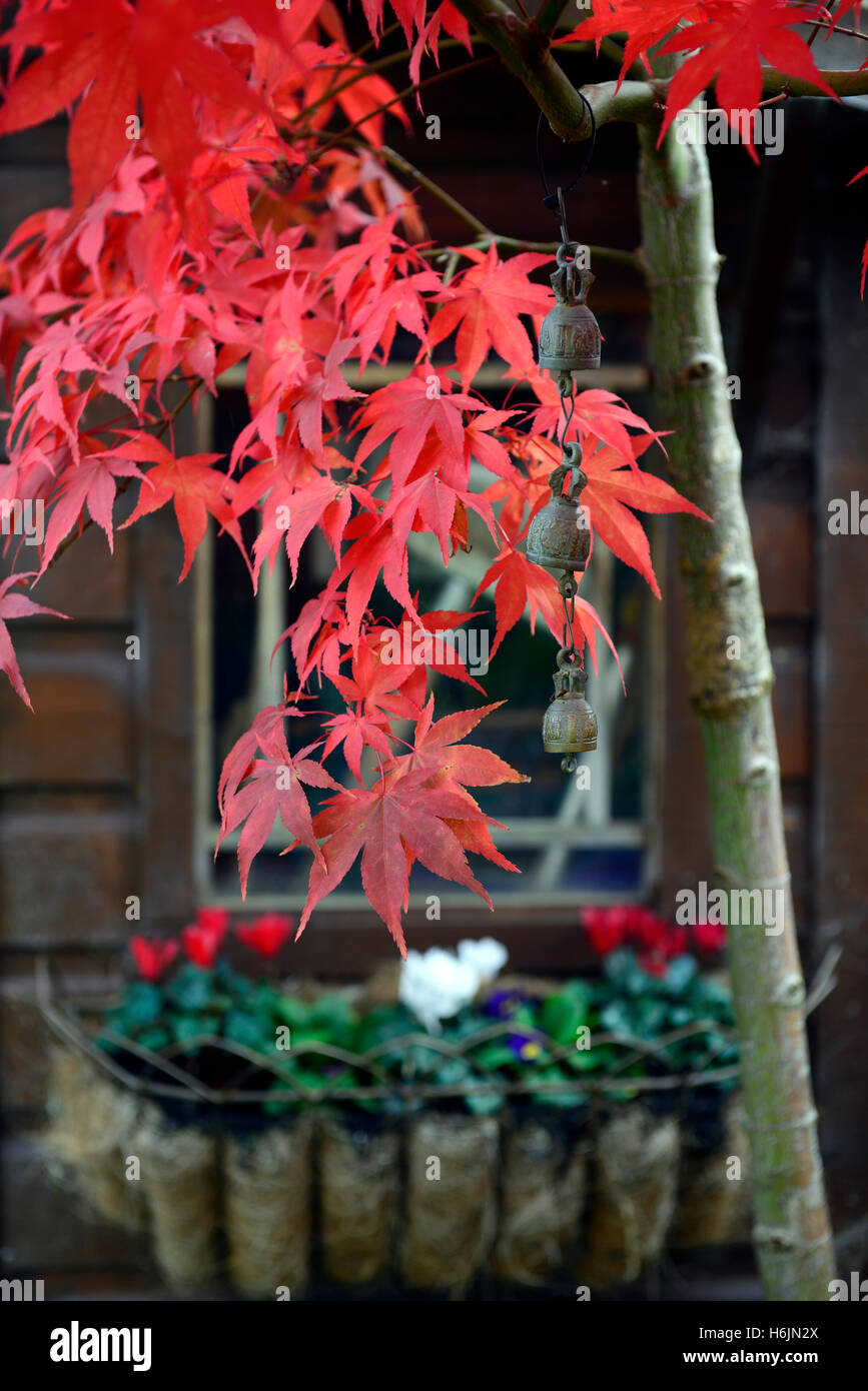 Acer Palmatum Osakazuki japanischer Ahorn rote Blätter im Herbst herbstliche Farbe Farben Laub Garten Baum feurigen Scharlachrot RM-Floral Stockfoto