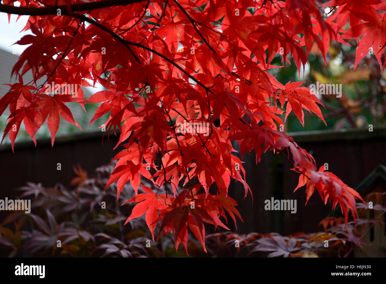 Acer Palmatum Osakazuki japanischer Ahorn rote Blätter im Herbst