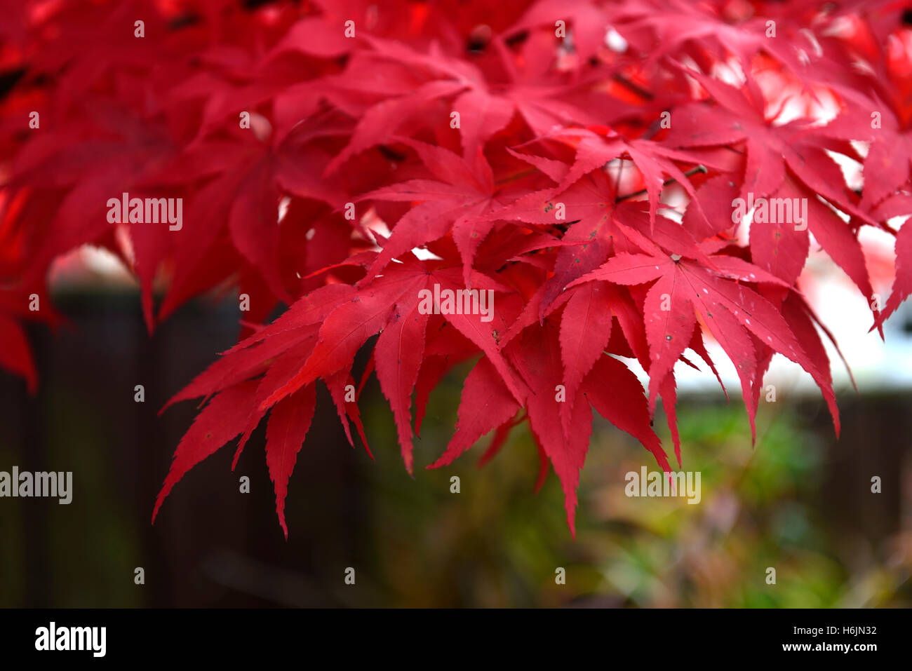 Acer Palmatum Osakazuki japanischer Ahorn rote Blätter im Herbst