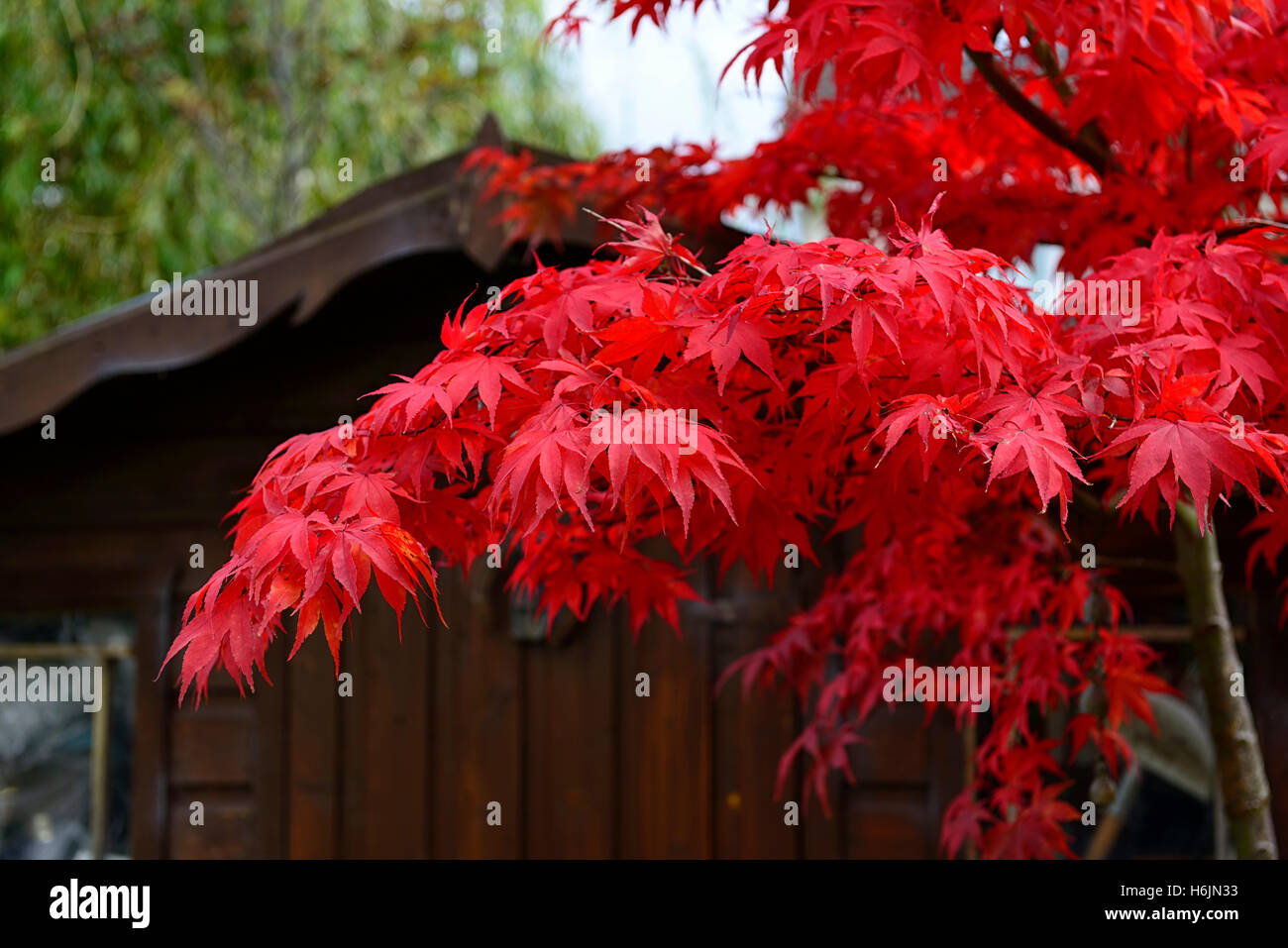 Acer Palmatum Osakazuki japanischer Ahorn rote Blätter im Herbst