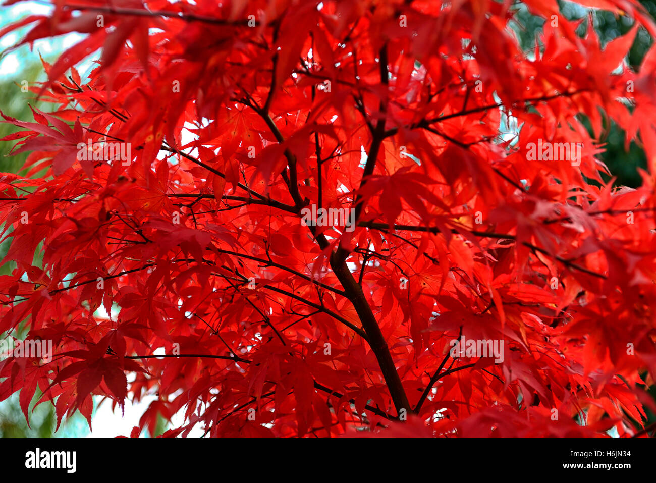 Acer Palmatum Osakazuki japanischer Ahorn rote Blätter im Herbst