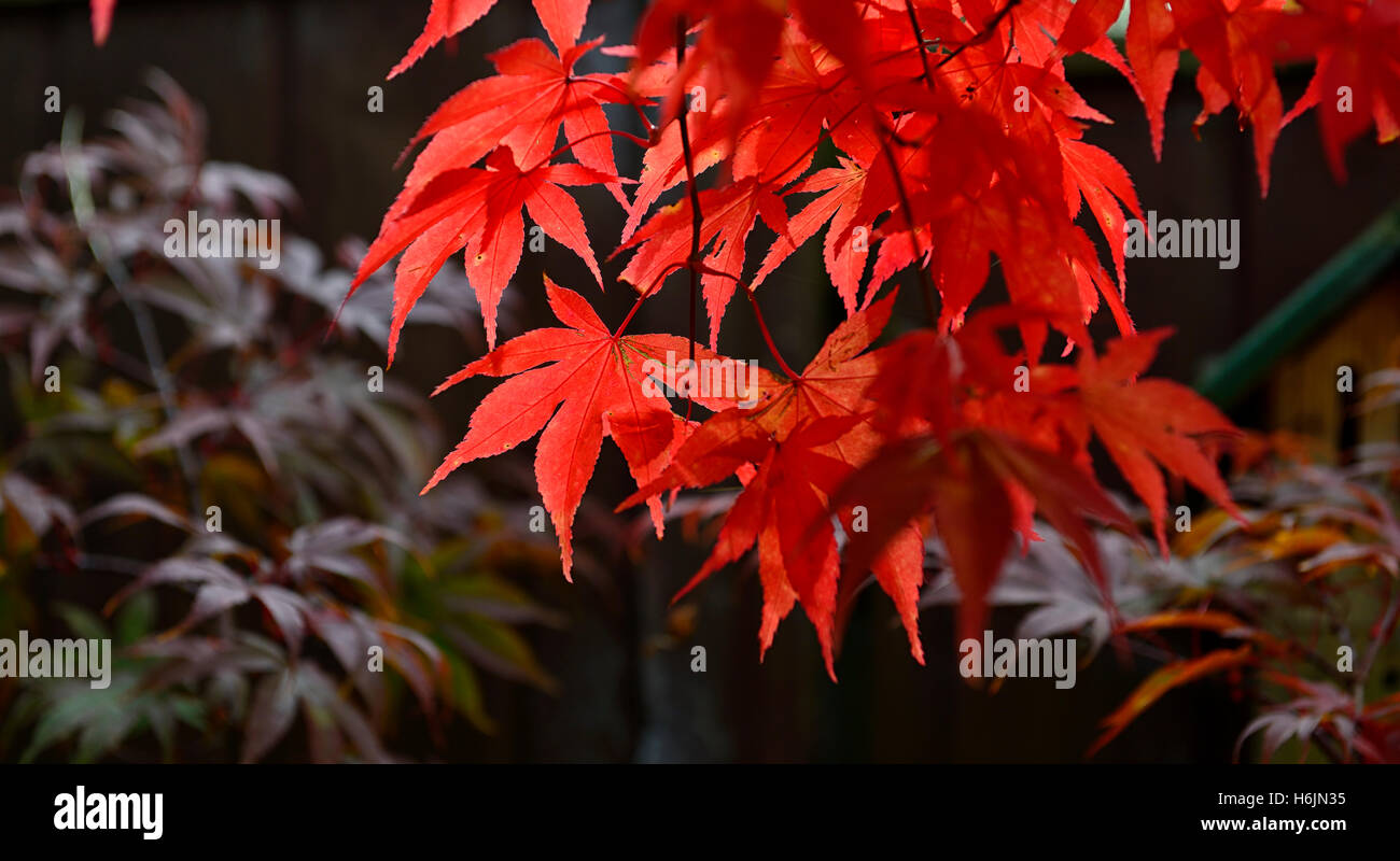 Acer Palmatum Osakazuki japanischer Ahorn rote Blätter im Herbst