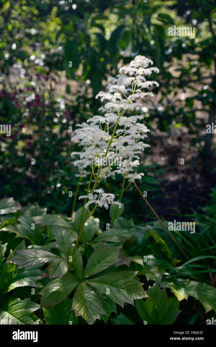 Rodgersia Pinnata weiße Blume Blumen Blüte Spike Schatten schattige