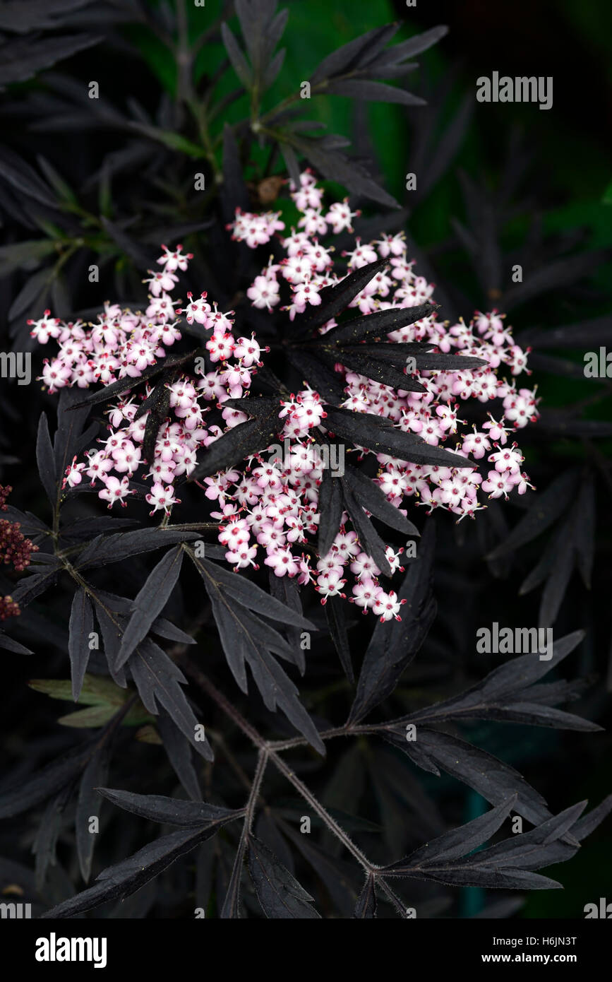 Sambucus Nigra Schwarzer Spitze Holunder Rosa Blumen Schones