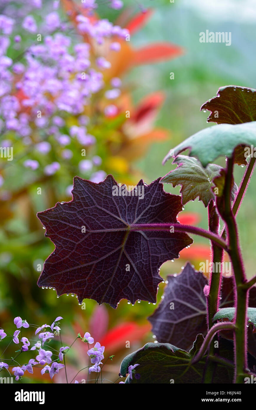 Senecio Cristobalensis Roldana Petasitis rot Leaved samt Senecio lila Blatt Blätter Laub zarte mehrjährige Web wie Stockfoto