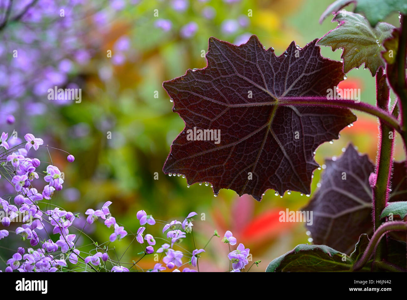 Senecio Cristobalensis Roldana Petasitis rot Leaved samt Senecio lila Blatt Blätter Laub zarte mehrjährige Web wie Stockfoto