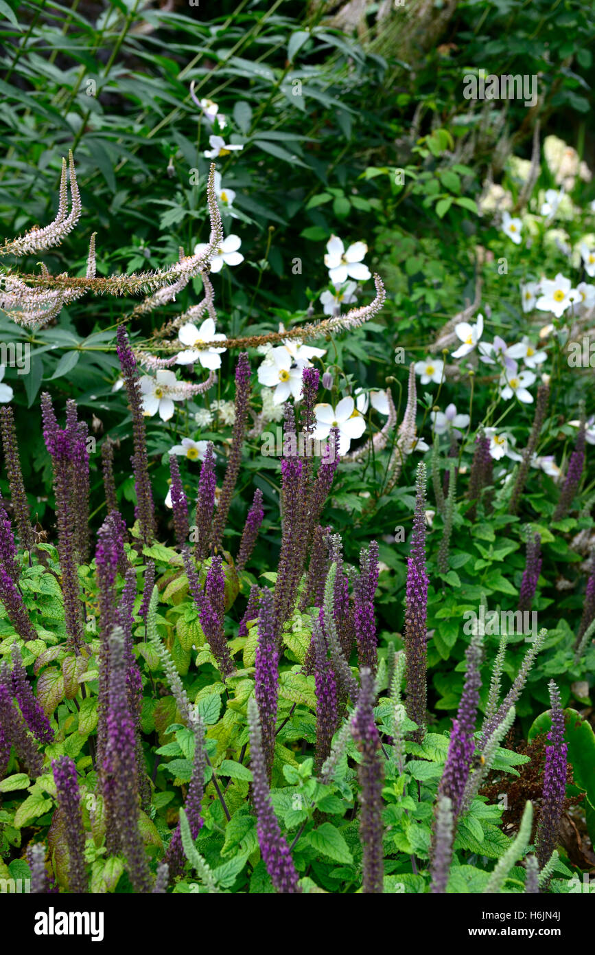 Teucrium Hircanicum lila Schwänzen Gamander Holz Salbei Turmspitzen Stauden aromatisch duftenden Spitzen hoch weiße Anemone RM Floral Stockfoto