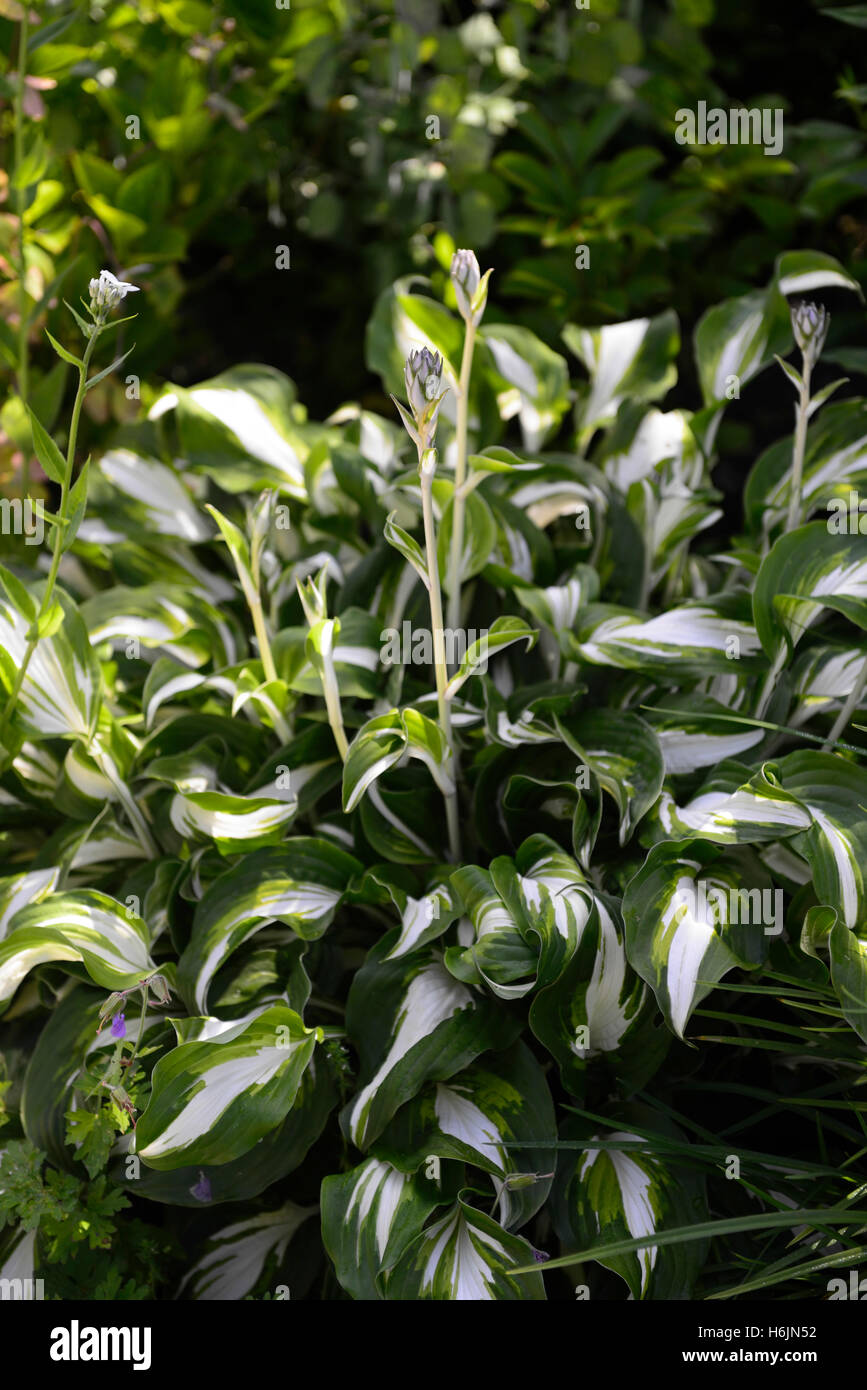 bunte Hosta weiße Blätter Variegata Panaschierung Laub attraktive Schatten schattige schattiert RM Floral Stockfoto
