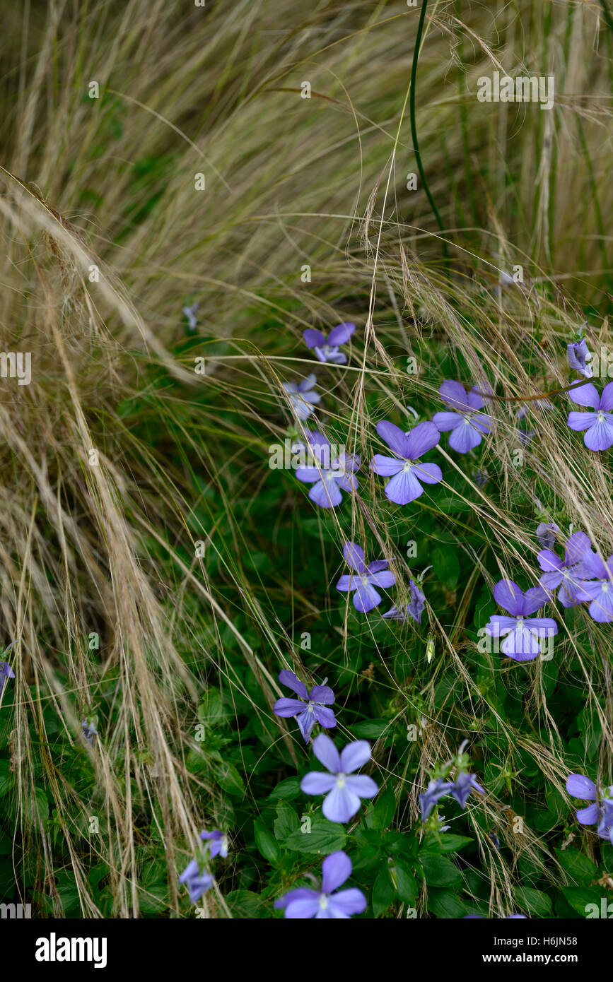 Viola Cornuta Boughton blue Stipa Tenuissima Veilchen Ziergras Gräser Mischung gemischt Bepflanzung Schema Bett Grenze RM floral Stockfoto