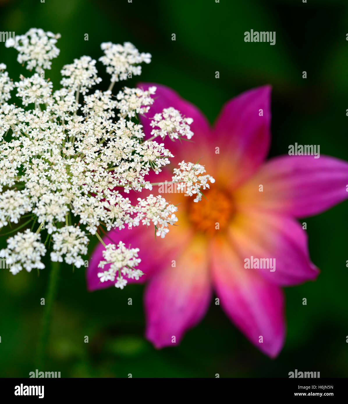 Wildflower Wilde Möhre Daucus Carota Dahlia helle Augen rosa weiße Farbe Kombination Combo Bepflanzung Farbschema RM Floral Stockfoto