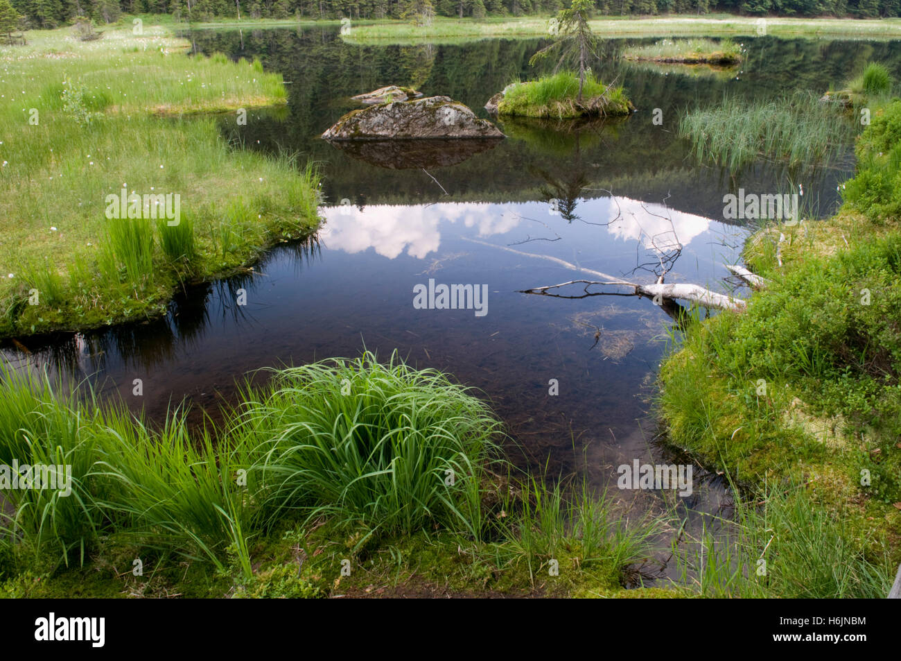 Biotope Kleiner Arbersee, Kleiner Arbersee See Naturschutzgebiet, Naturpark Naturpark Bayerischer Wald, Bayern Stockfoto