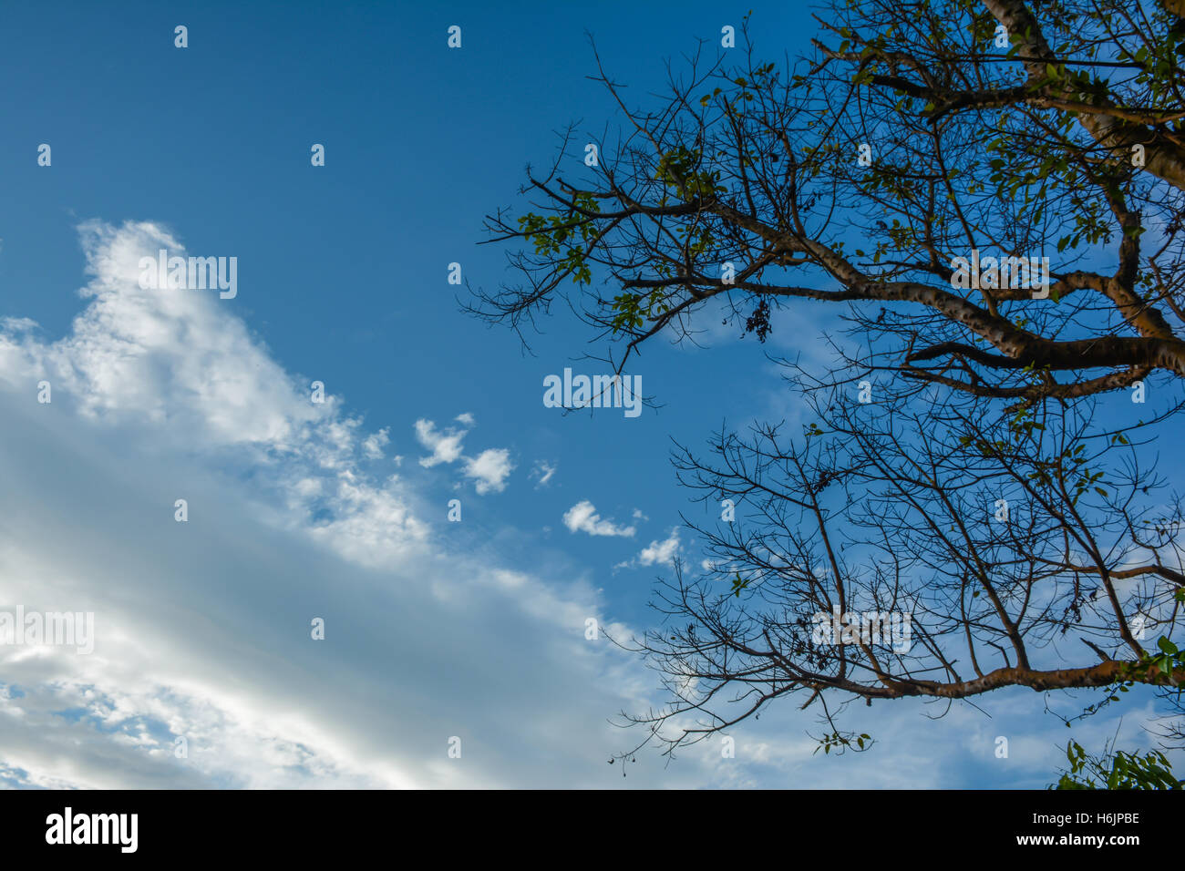 ์Nice blauer Himmel mit Zweigen der großen Baum auf schöne Wolke Hintergrund Stockfoto