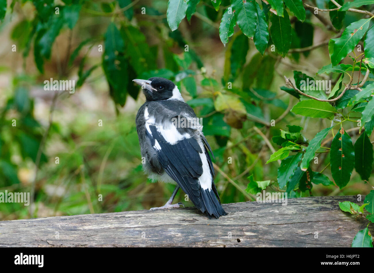 Unreife australische Magpie (Cracticus tibicen), Eurobodalla Nationalpark, Sapphire Coast, New South Wales, Australien Stockfoto