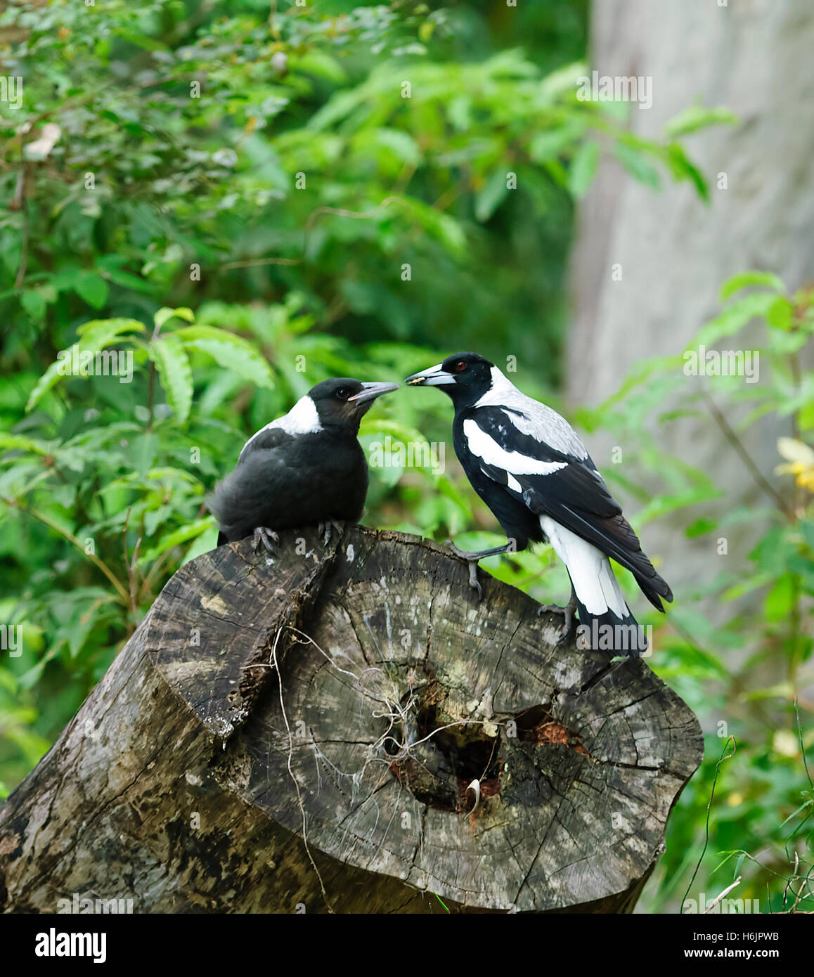 Unreife Australian Magpie (Cracticus Tibicen) gefüttert, New South Wales, Australien Stockfoto