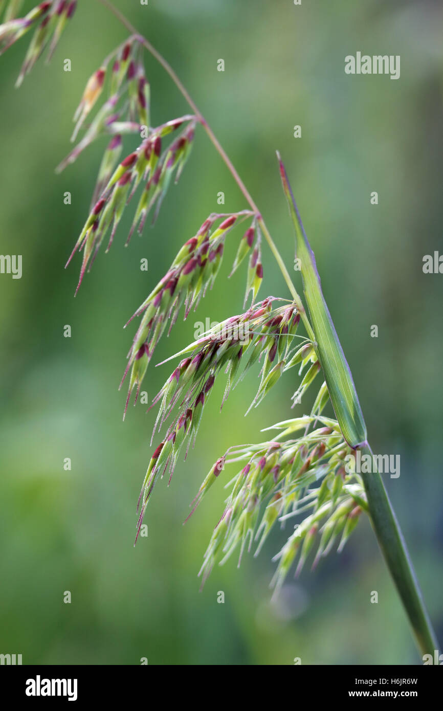 Nahaufnahme von Ehrharta Longiflora oder bekannt als jährliche Veld Grass seed Köpfe vor grünem Hintergrund isoliert Stockfoto