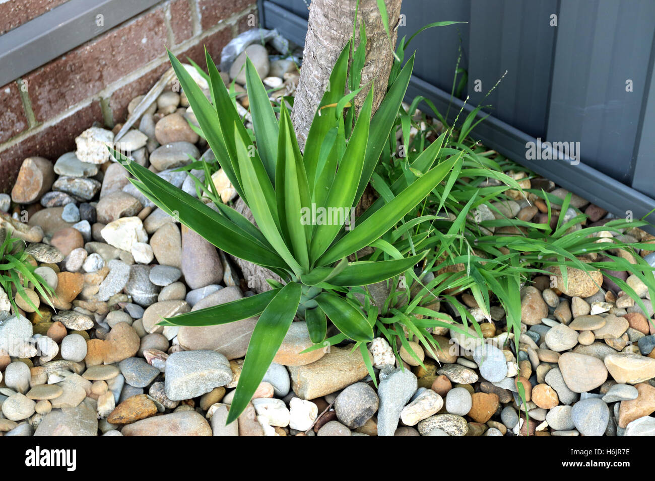 Yucca welpen Fotos und Bildmaterial in hoher Auflösung Alamy