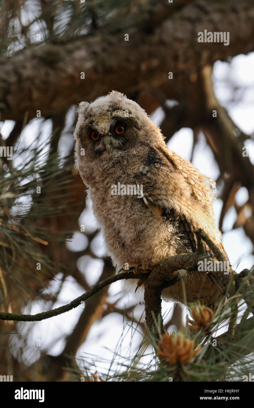 Langohrige Eulen ( Asio otus ), muftende Küken, auf einer Kiefer stehend, aufmerksam, beobachtend, lustig, komischer junger Vogel, Tierwelt, Europa. Stockfoto