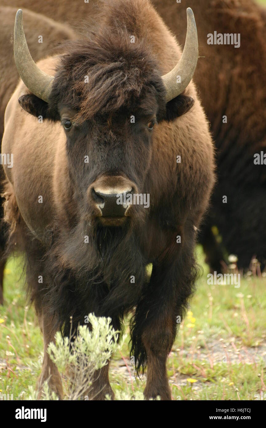 Auge in Auge mit bison Stockfoto