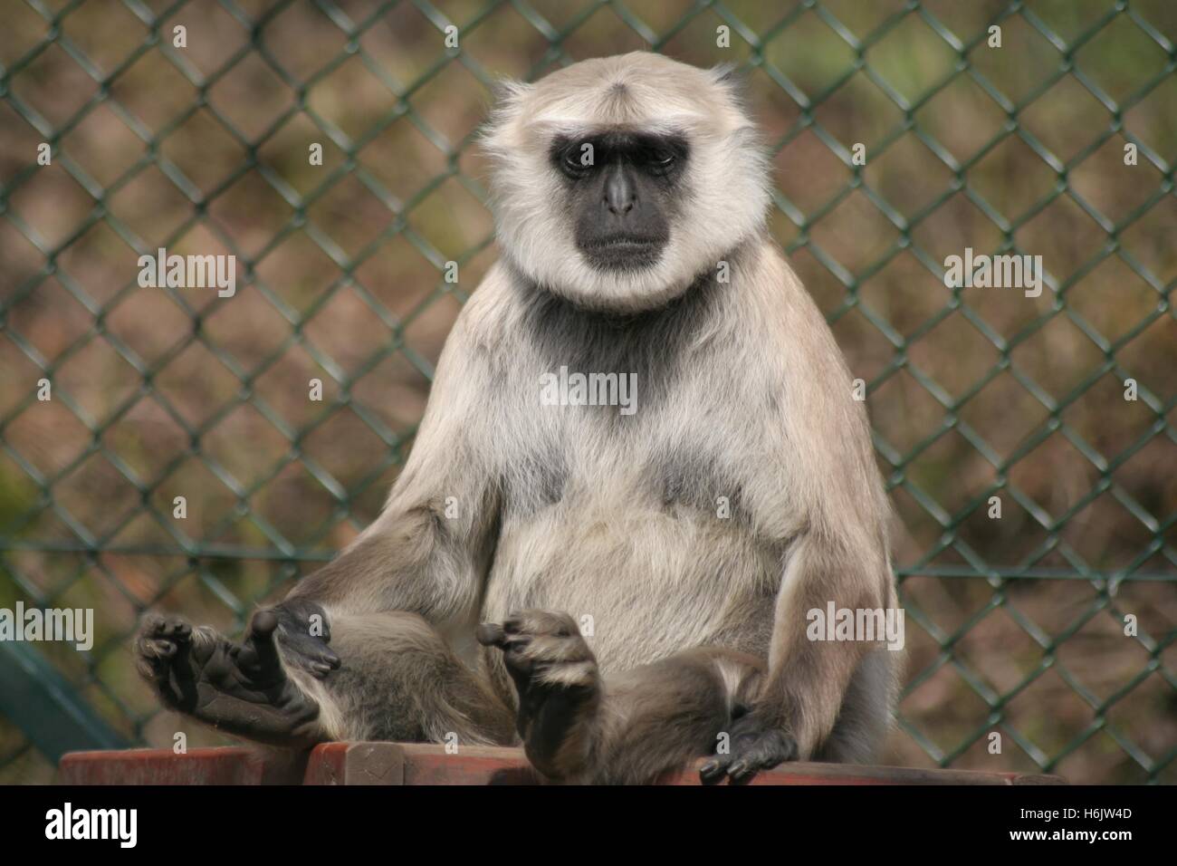 Säugetiere Stockfoto