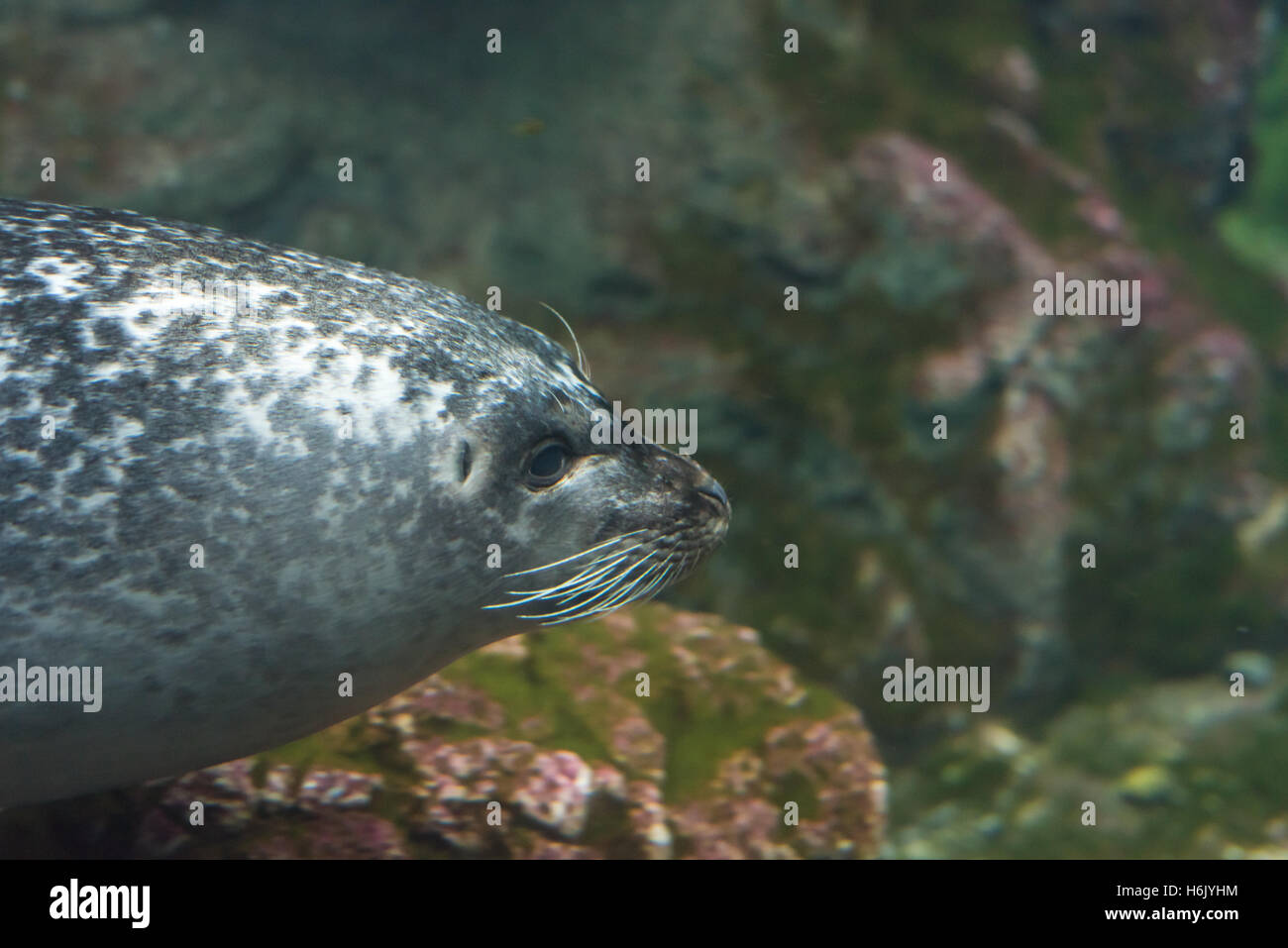 Unterwasser weiße und graue Dichtung mit grünem Hintergrund Stockfoto