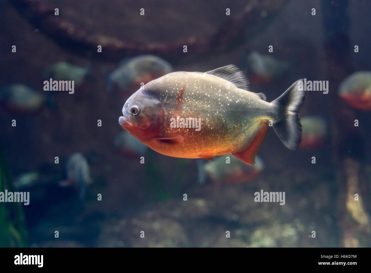 Closeup Unterwasser rote Piranhas Stockfoto