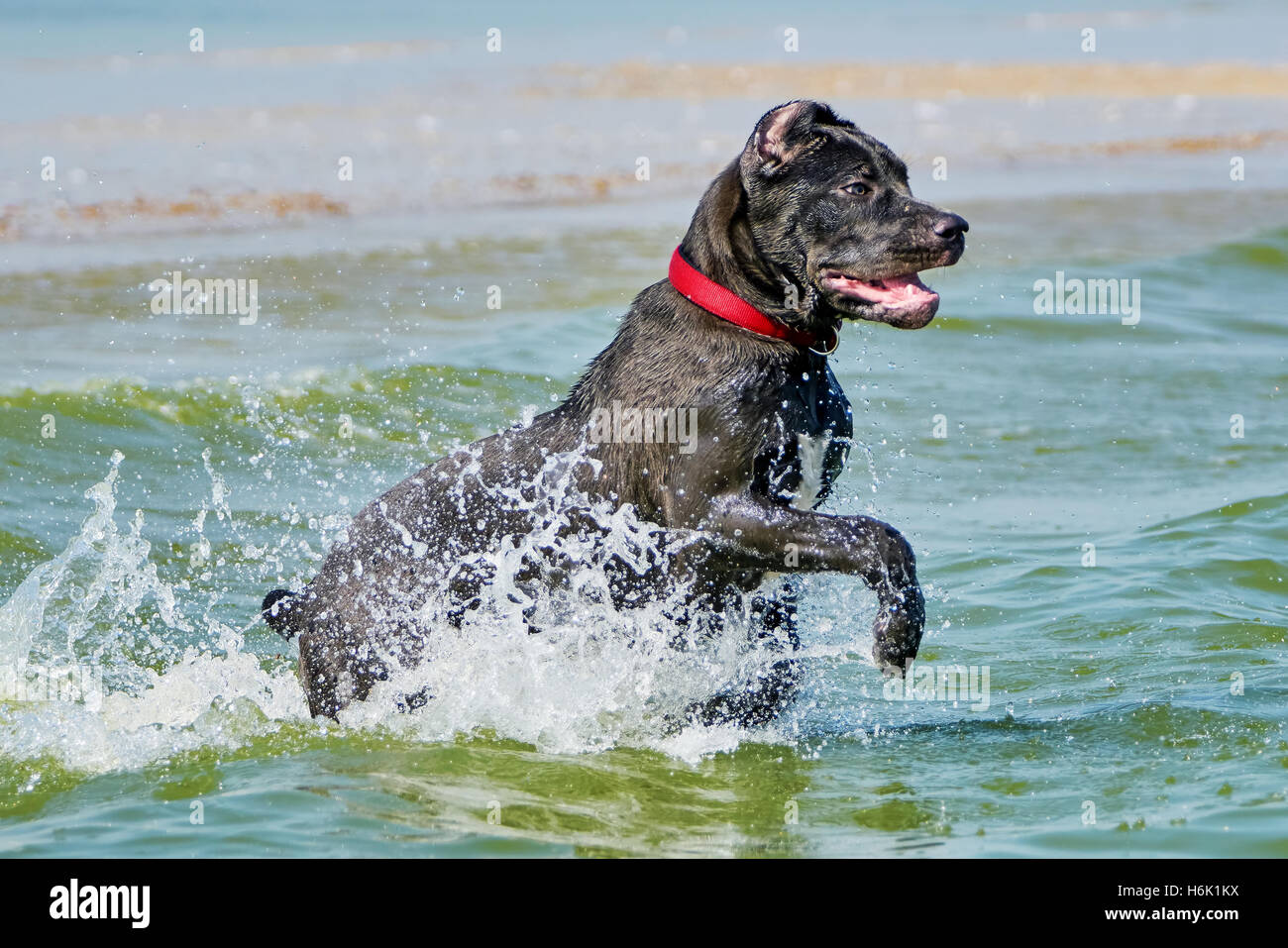 Italienische Cane-Corso-Hund läuft entlang der Küste Stockfoto