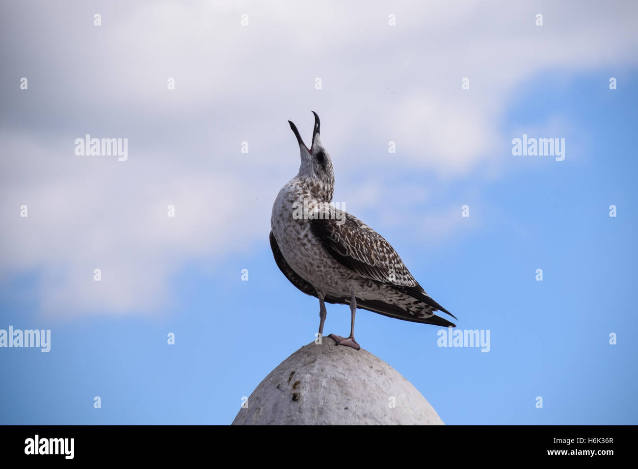 Möwe Stockfoto
