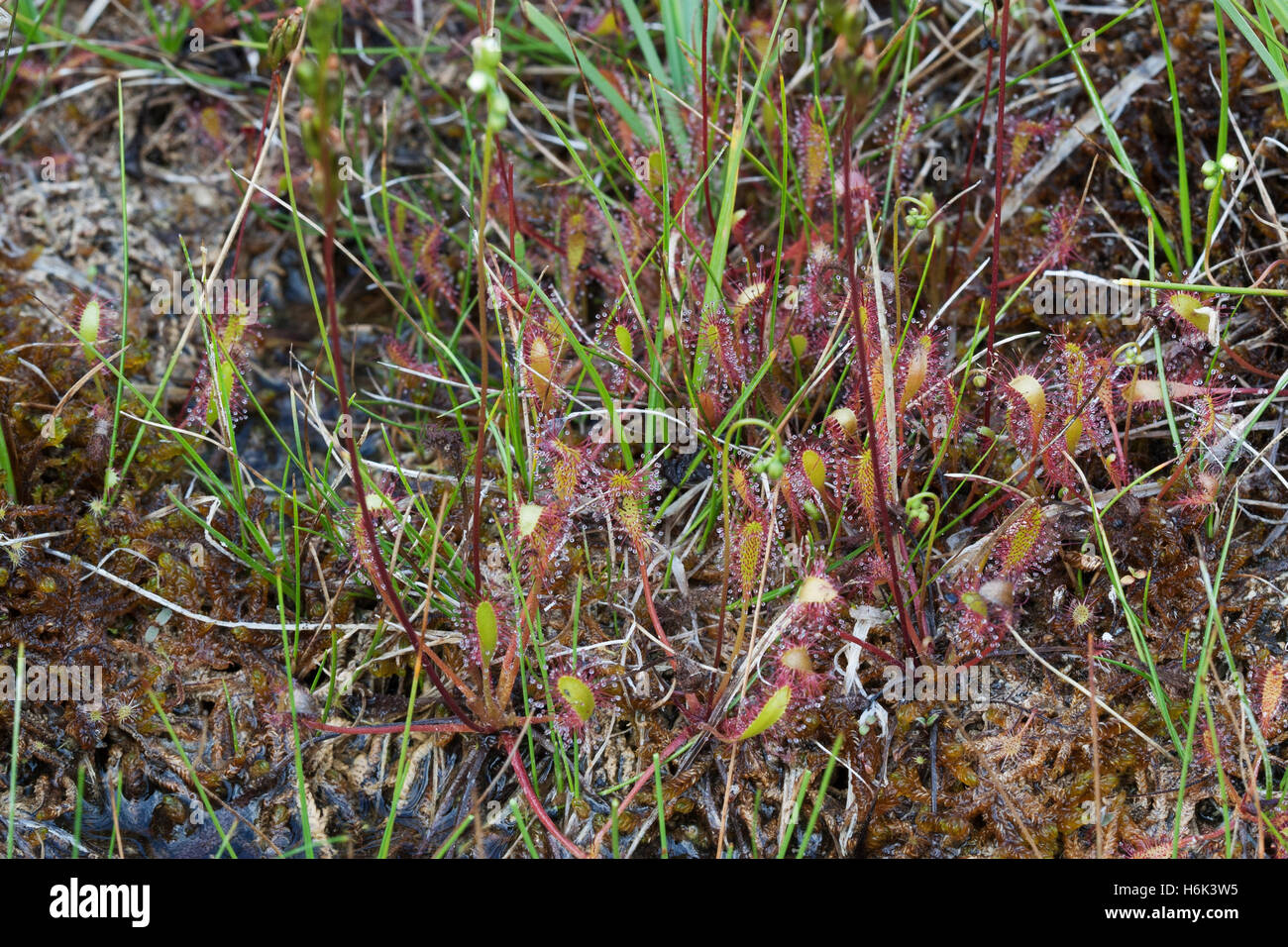 Drosera anglica, die gemeinhin als die englische Sonnentau [1] oder große Sonnentau, bekannt [2] ist eine fleischfressende Pflanzenart aus der Familie Droseraceae Sonnentau Stockfoto