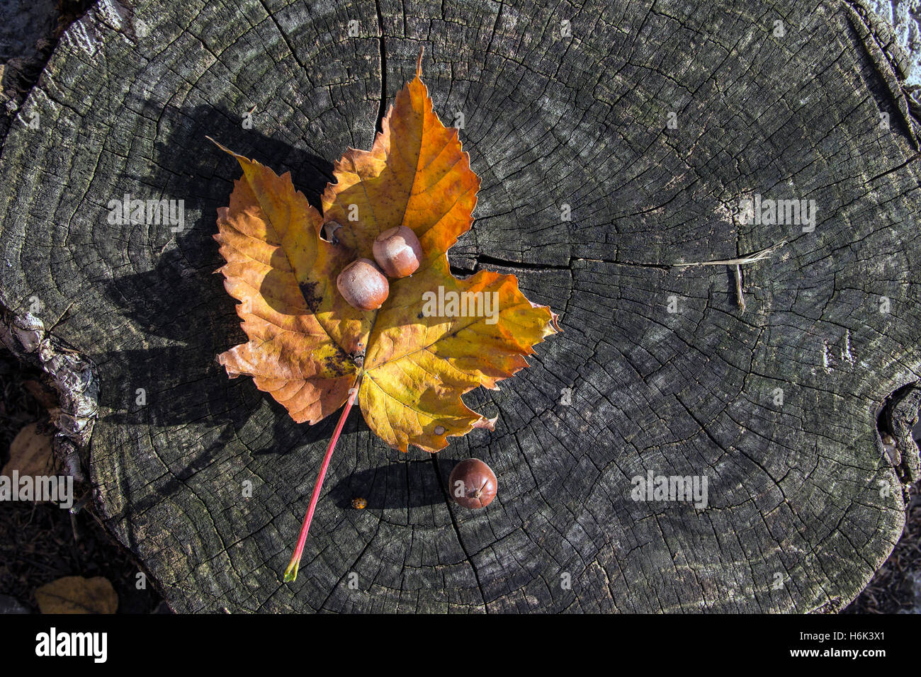 Serbien - Eicheln und Blätter auf einem Baumstumpf Stockfoto