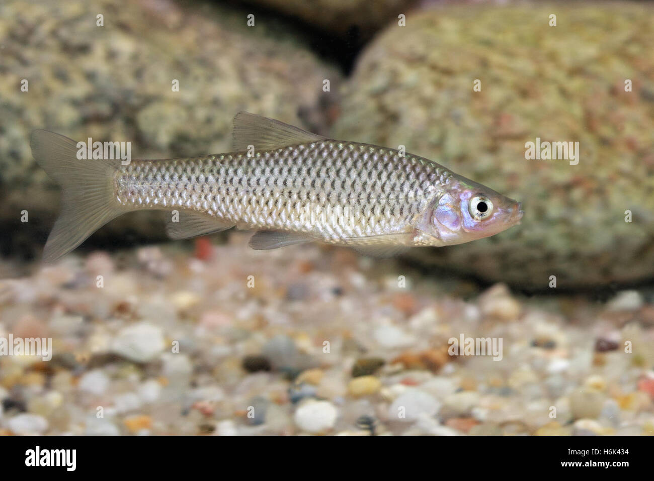 Der Stein moroko (Pseudorasbora parva), auch als topmouth Drehzapfen genannt, ist ein Fisch aus der cyprinidengewässer Familie, die ursprünglich aus Asien, aber eingeführt. Stockfoto