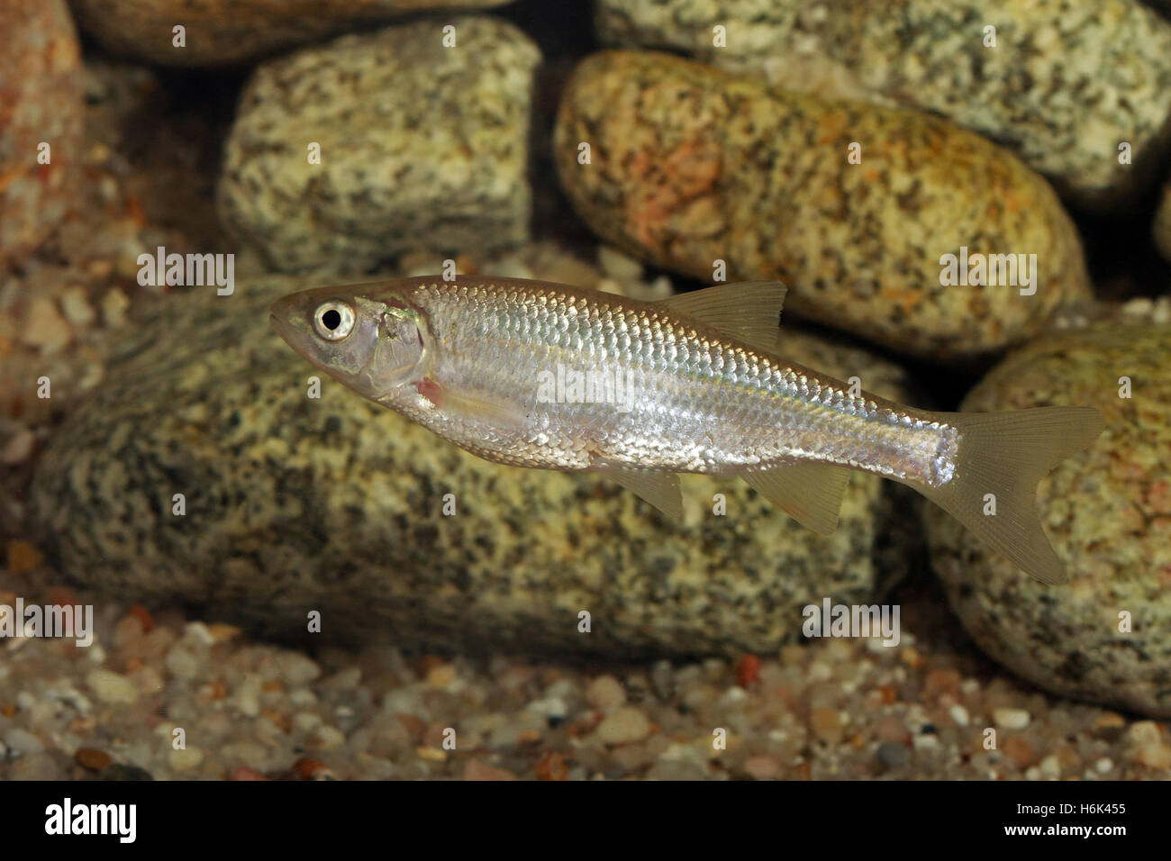 Die gemeinsame Düster (Alburnus alburnus) ist ein kleiner Süßwasser grobe Fische der cyprinidengewässer Familie. Stockfoto