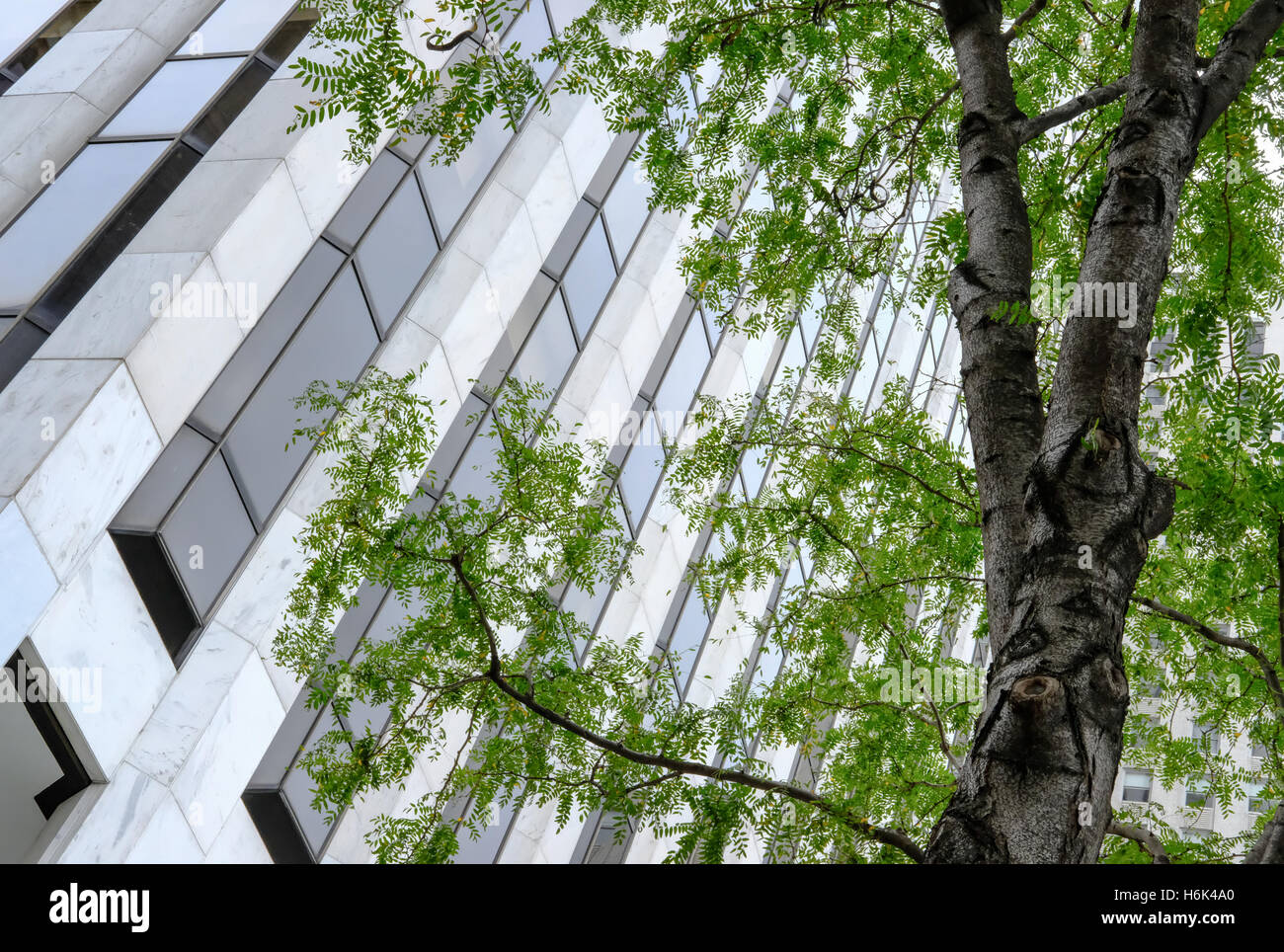 Abstrakte Sicht Von Einem New Yorker Burogebaude Mit Detaillierten Fenster Architektur Mit Einem Grossen Baum Im Vordergrund Zu Sehen Stockfotografie Alamy