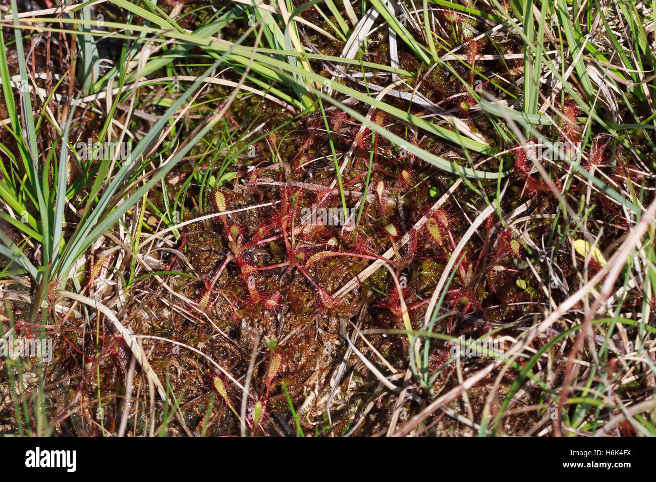 Drosera anglica, die gemeinhin als die englische Sonnentau [1] oder große Sonnentau, bekannt [2] ist eine fleischfressende Pflanzenart aus der Familie Droseraceae Sonnentau Stockfoto