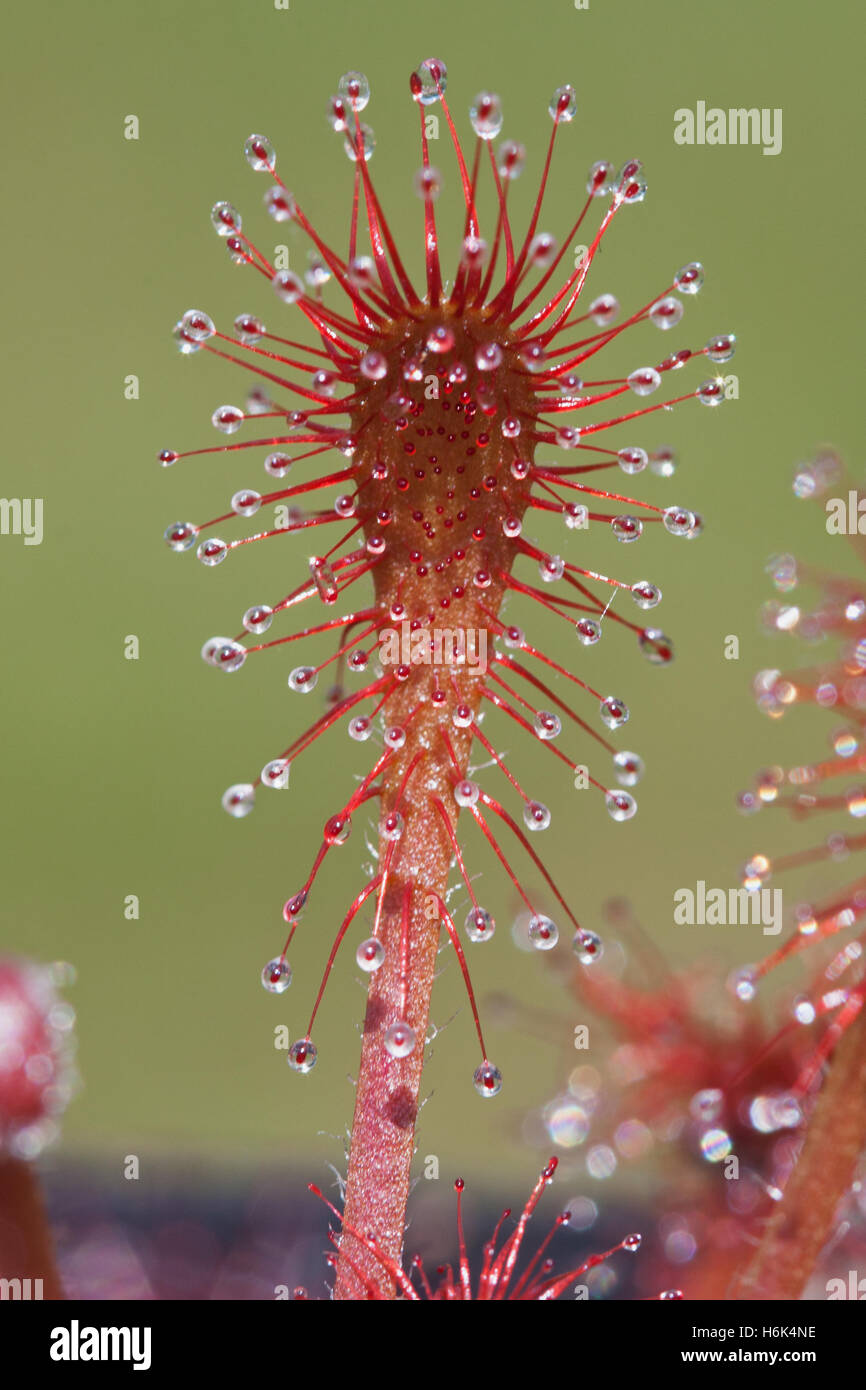 Drosera oblanceolata stammt aus dem subtropischen Klima von Sunset Peak in Hongkong. Es kann atemberaubende rote Färbung entwickeln. Stockfoto