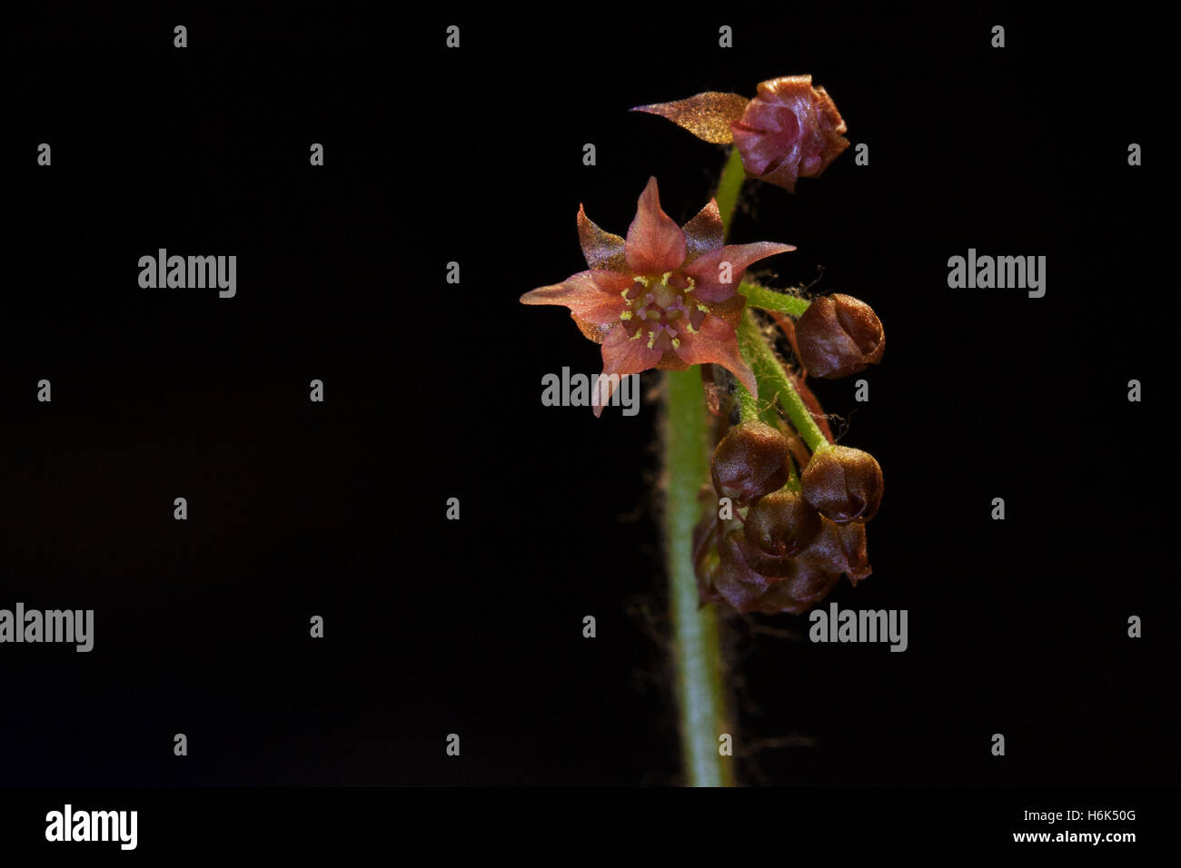 Drosera Adelae Lance-Blatt-Sonnentau-Blume Nahaufnahme Stockfoto