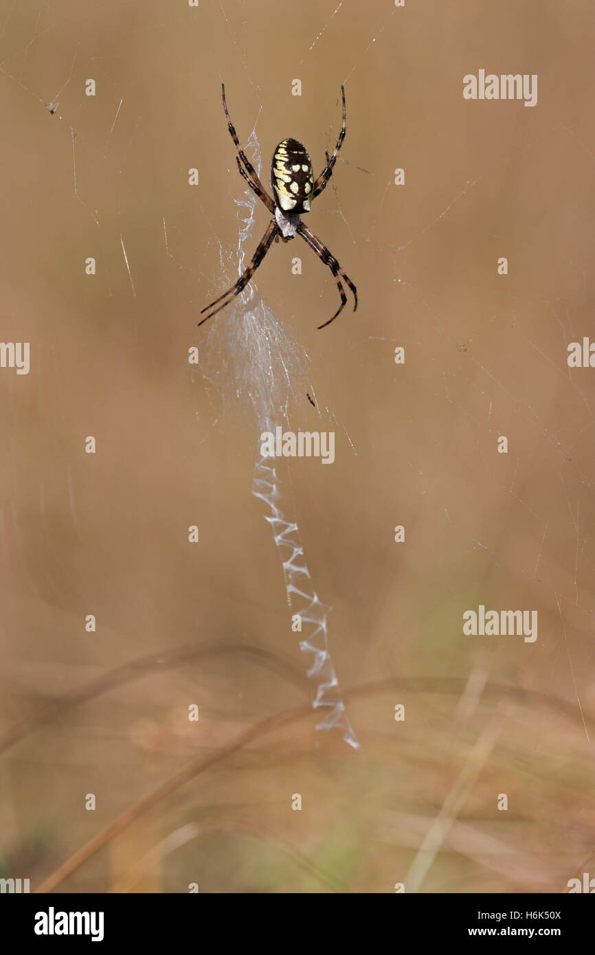 Argiope bruennichi Wasp Spider in Slovaka Stockfoto
