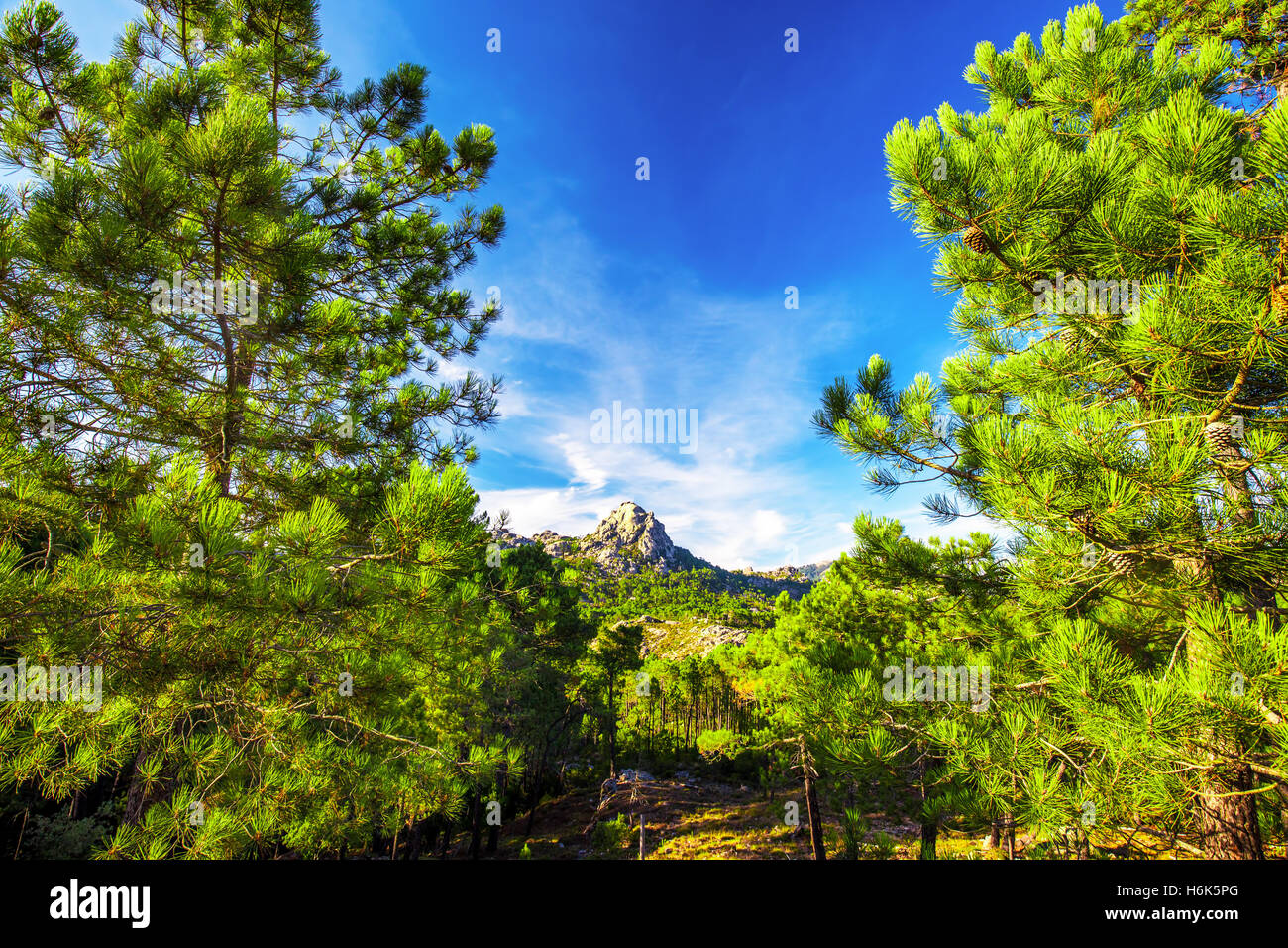 Kiefern im Col de Bavella Gebirge, Korsika, Frankreich, Europa. Stockfoto