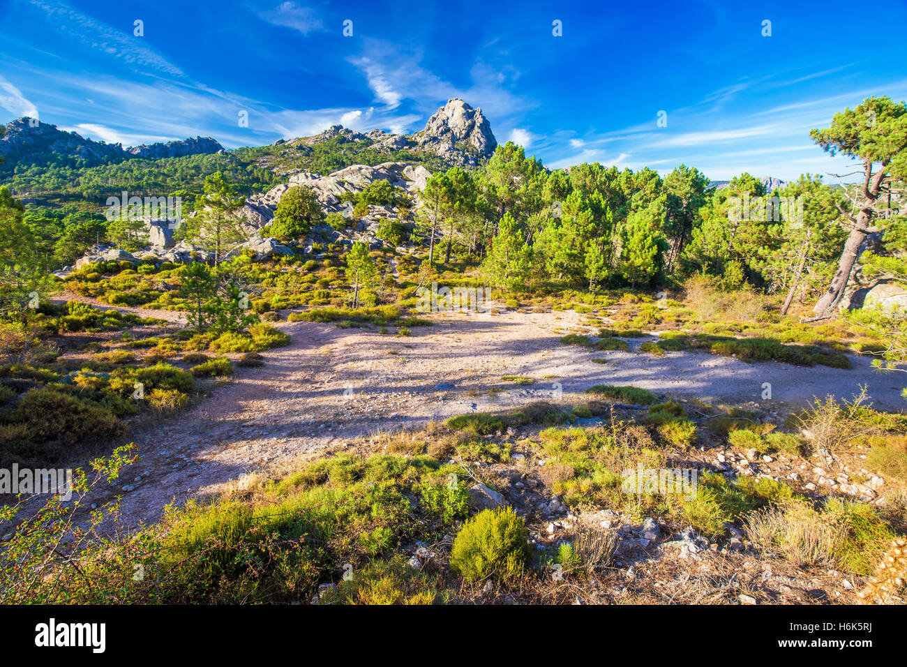 Kiefern im Col de Bavella Gebirge, Korsika, Frankreich, Europa. Stockfoto