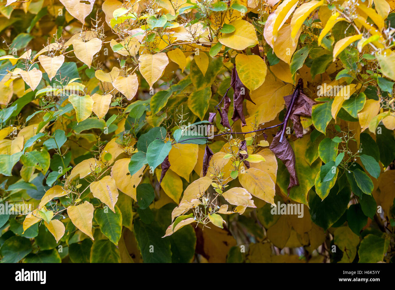 Japanisches Knotweed, Fallopia japonica Herbst Reynoutria japonica, Herbstfarben, invasive Pflanzen, Blätter Stockfoto