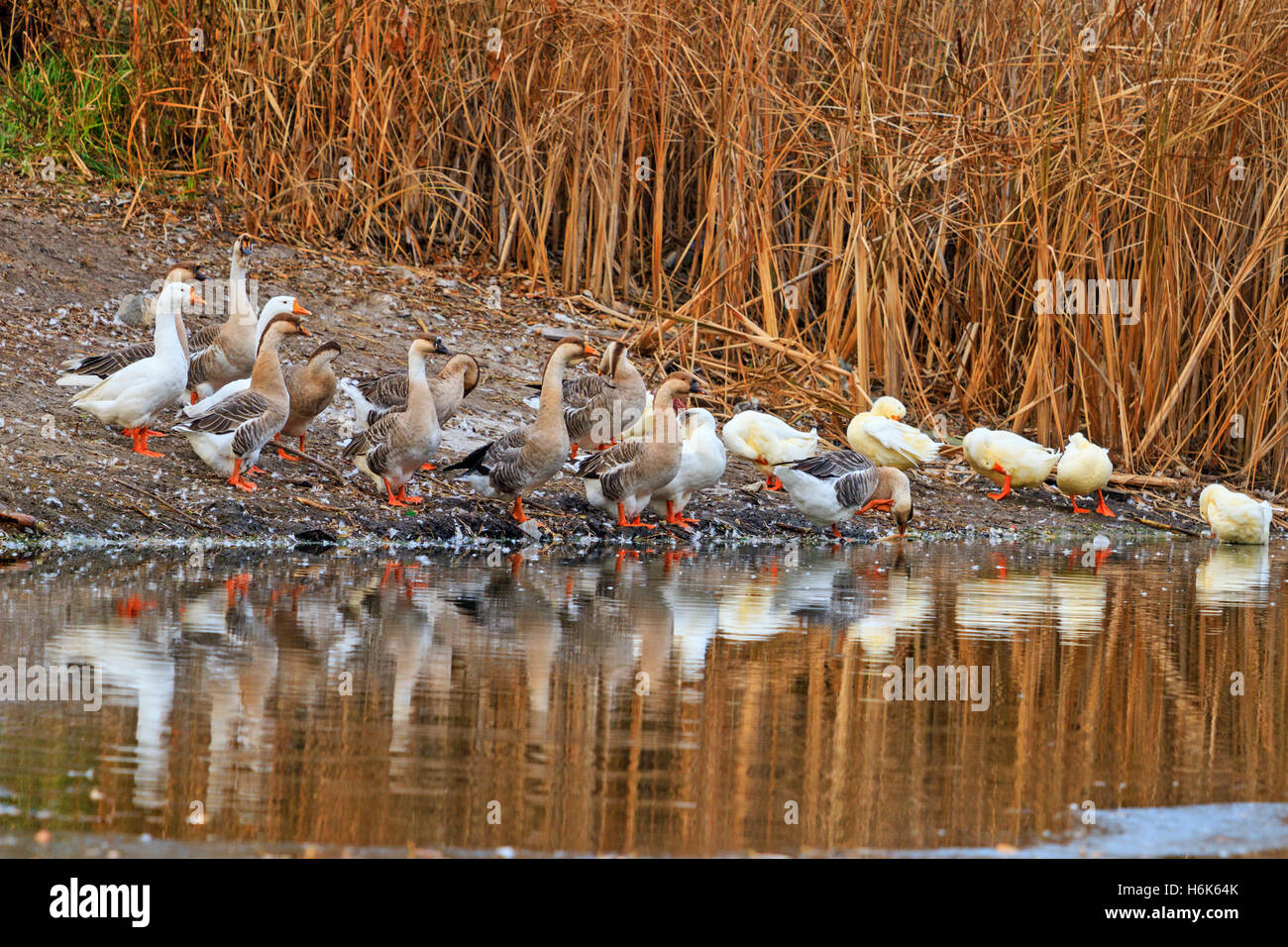 Heimischen Gänse und Enten Stockfoto